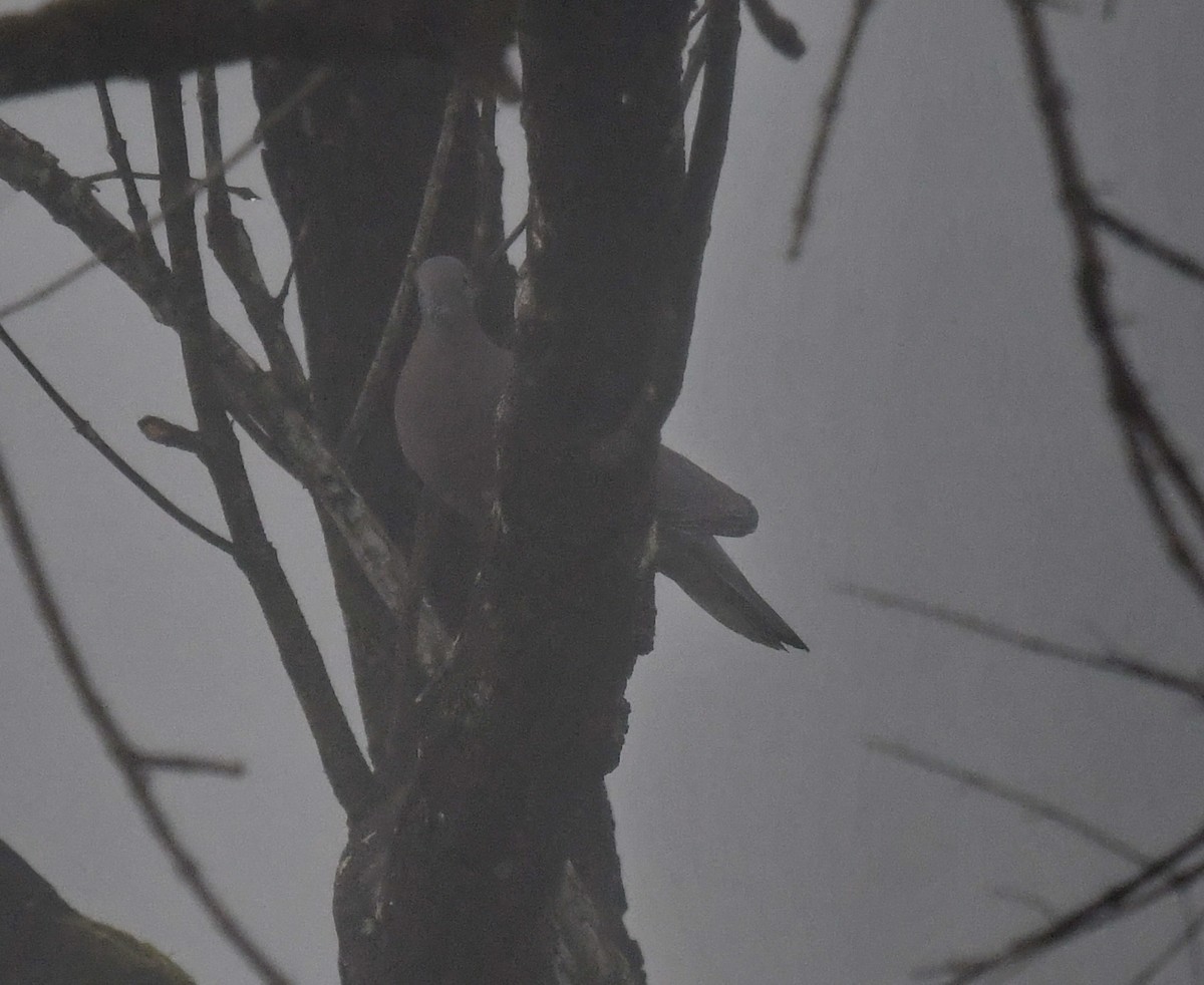 Pale-vented Pigeon - ML553614541