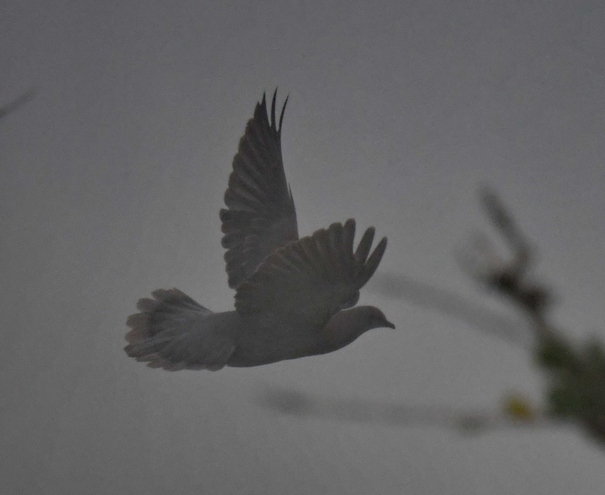 Pale-vented Pigeon - ML553614561