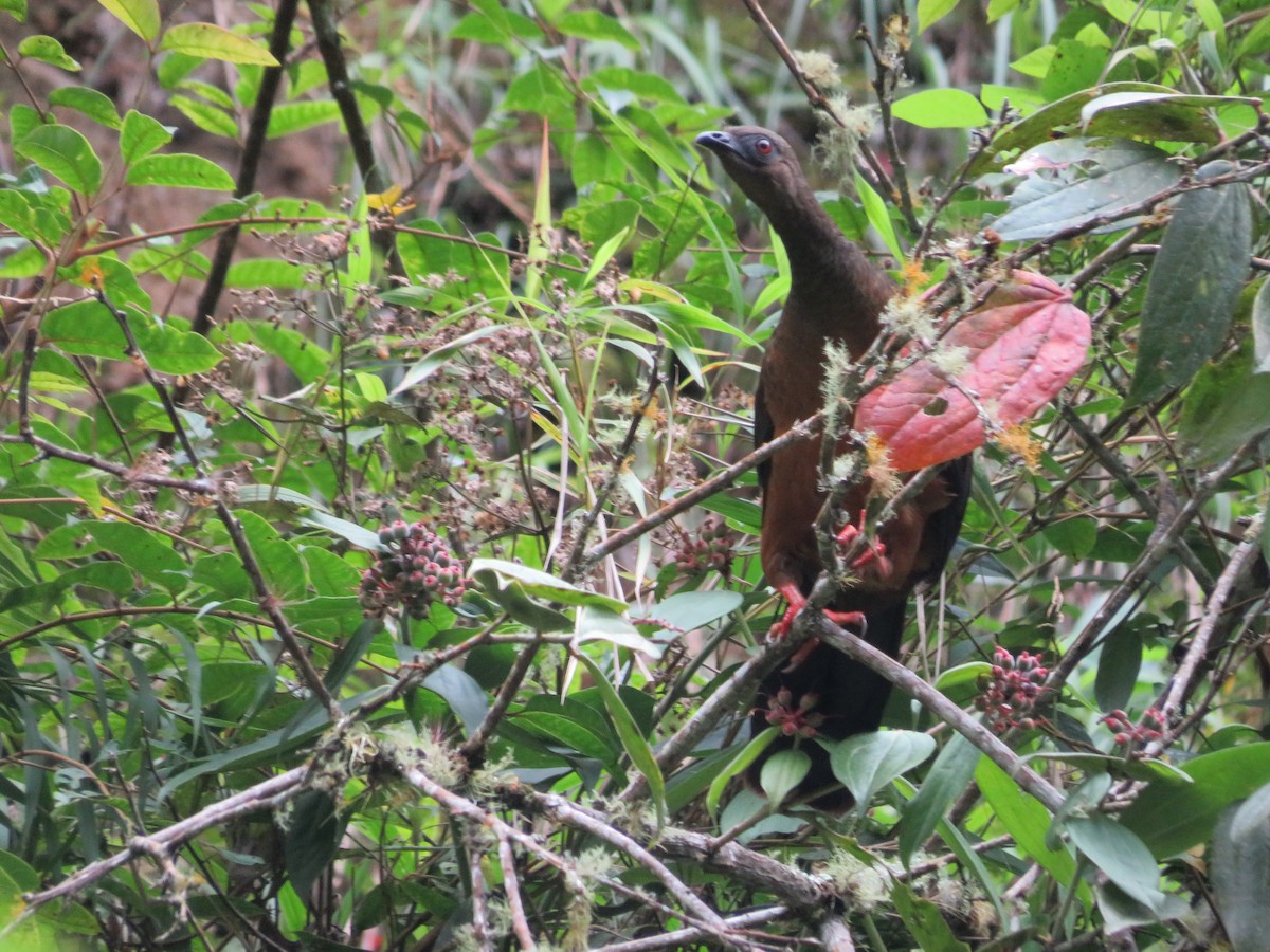 Sickle-winged Guan - ML553615831