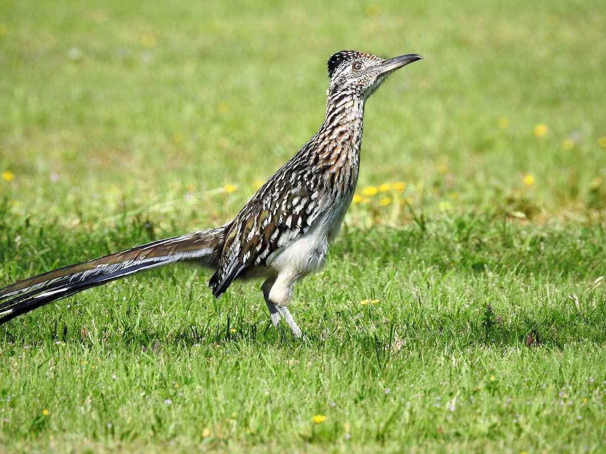 Greater Roadrunner - ML553615991