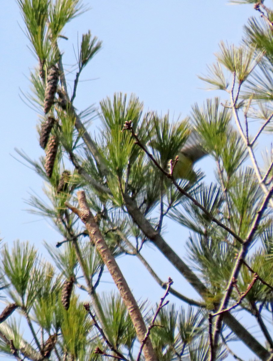 tanımsız Passeriformes sp. - ML553616111