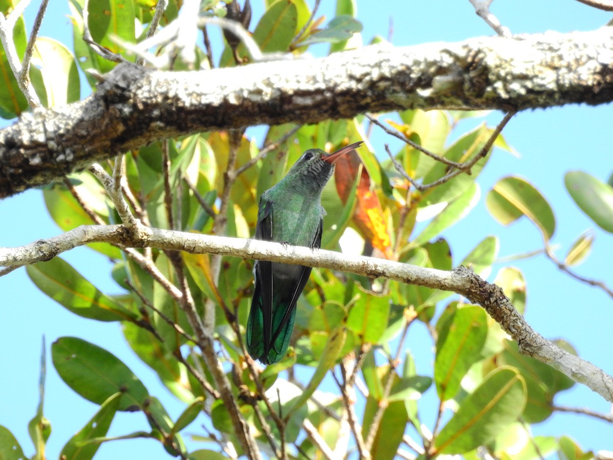 kolibřík zelenoocasý - ML553616131