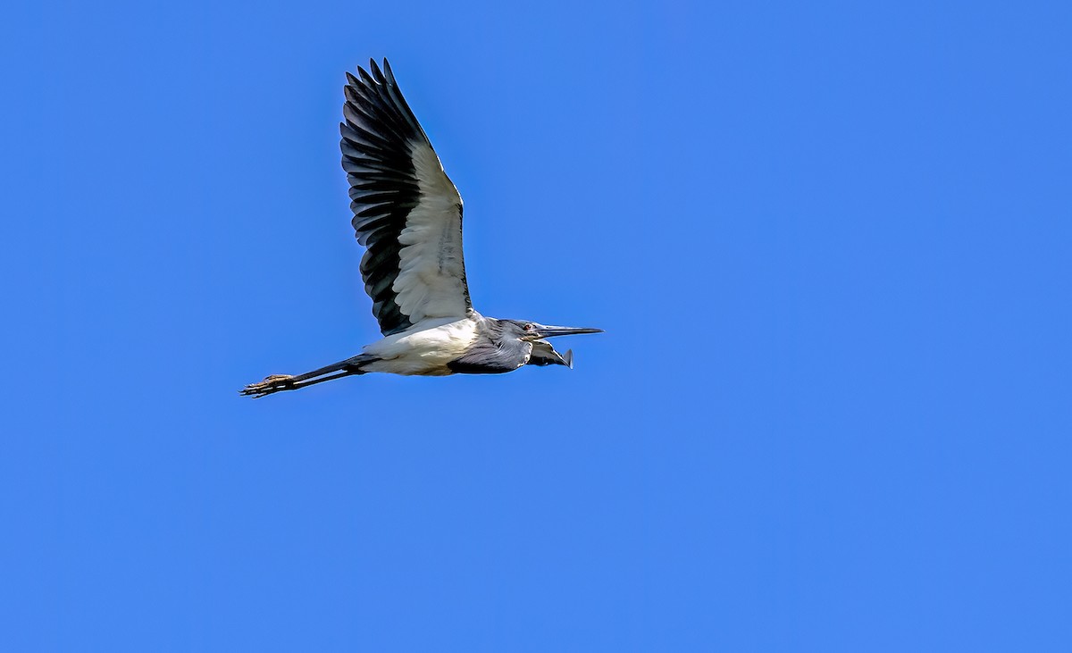 Tricolored Heron - ML553616211