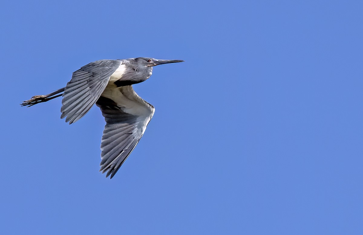 Tricolored Heron - ML553616221