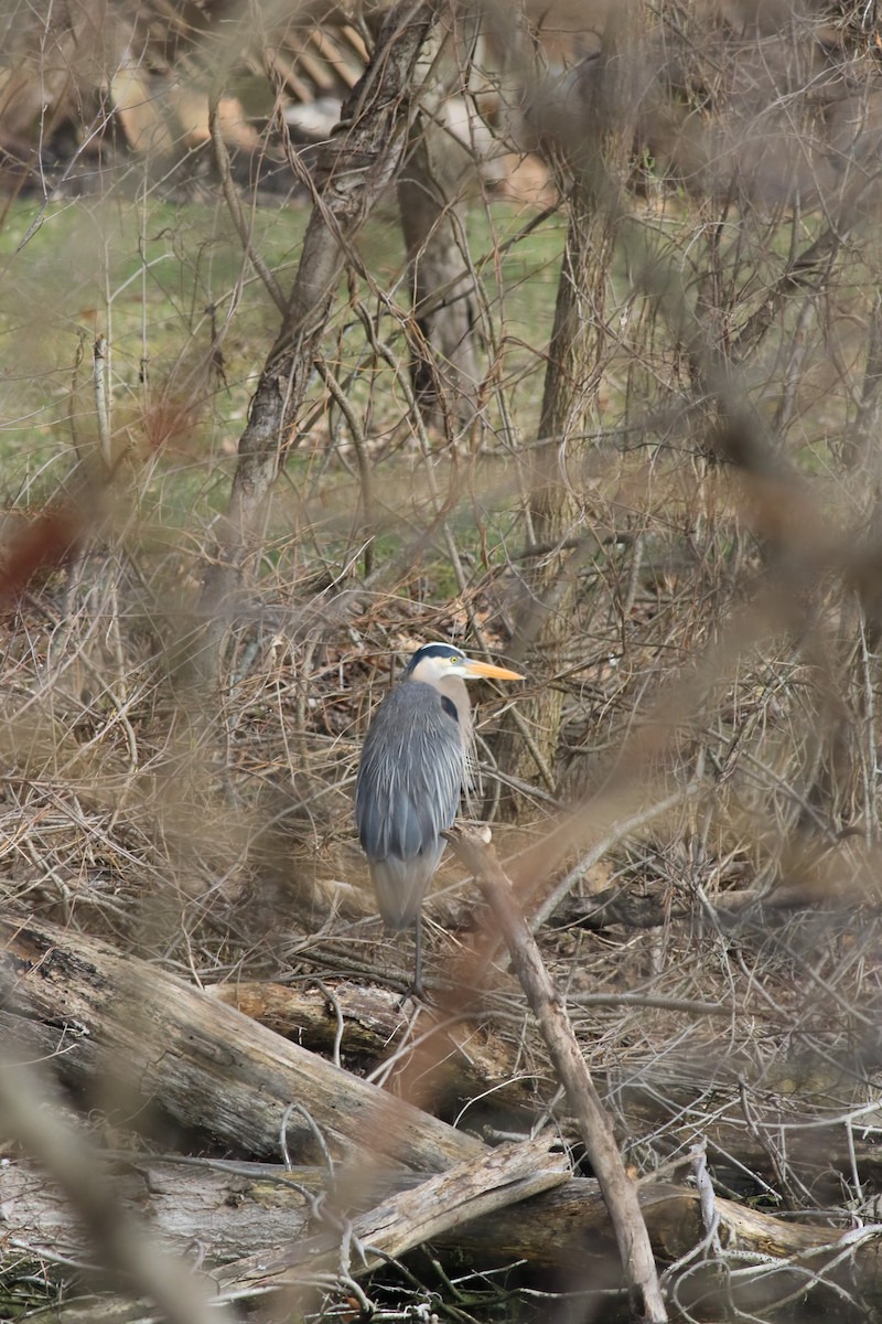 Great Blue Heron - ML553616231