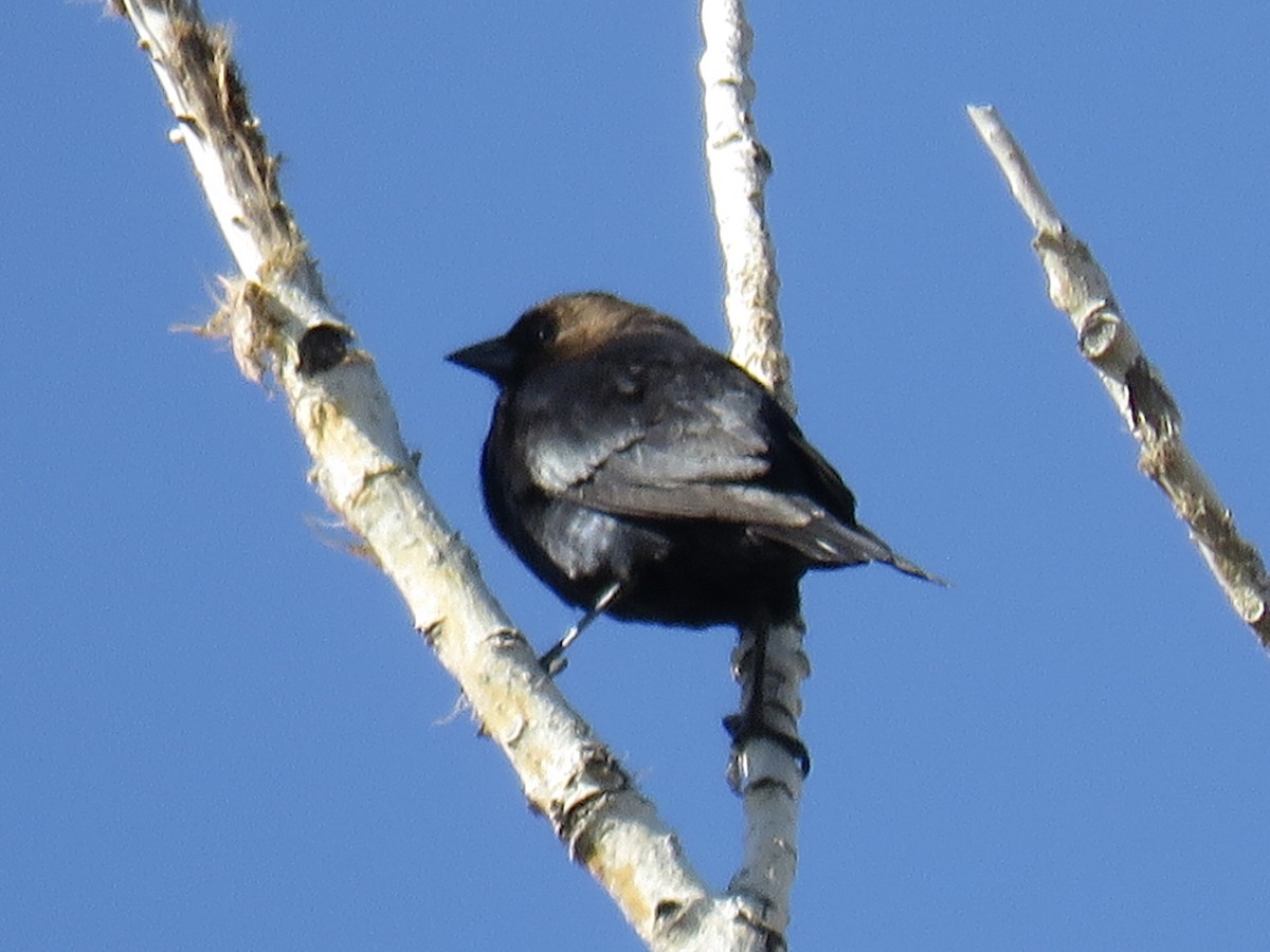 Brown-headed Cowbird - ML553616321