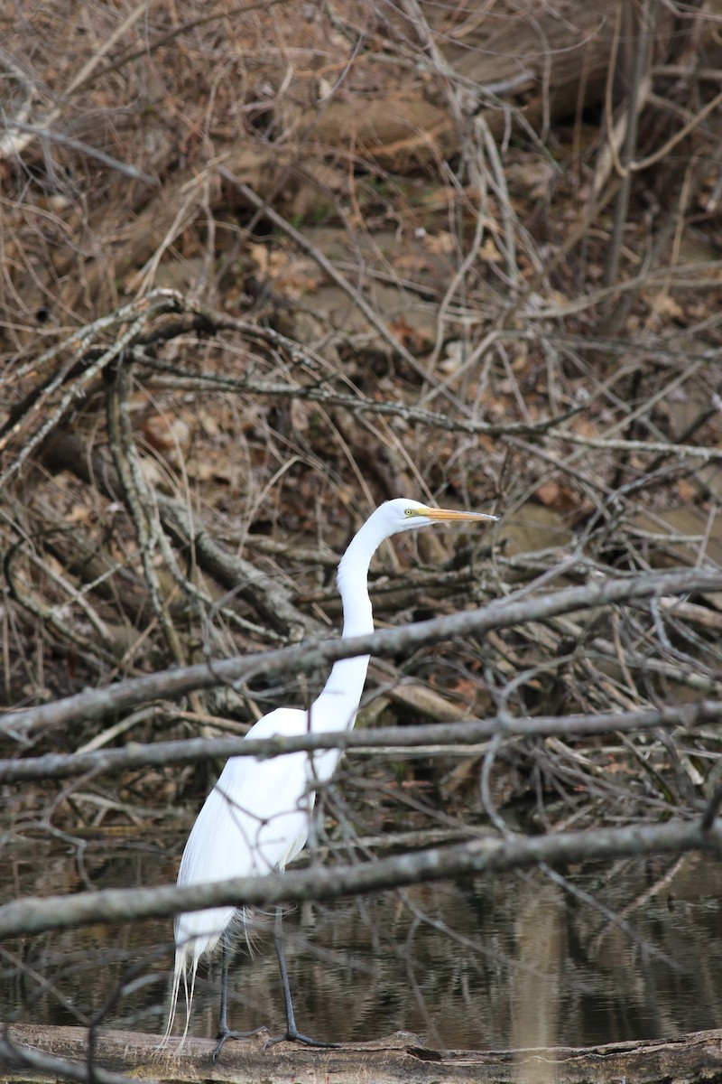 Great Egret - ML553616341