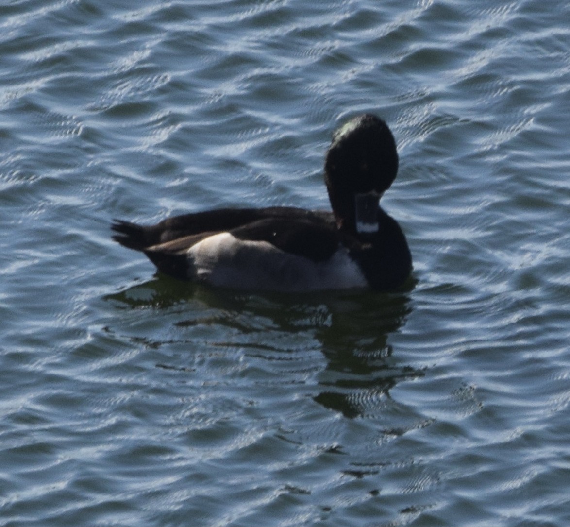 Ring-necked Duck - ML553616361