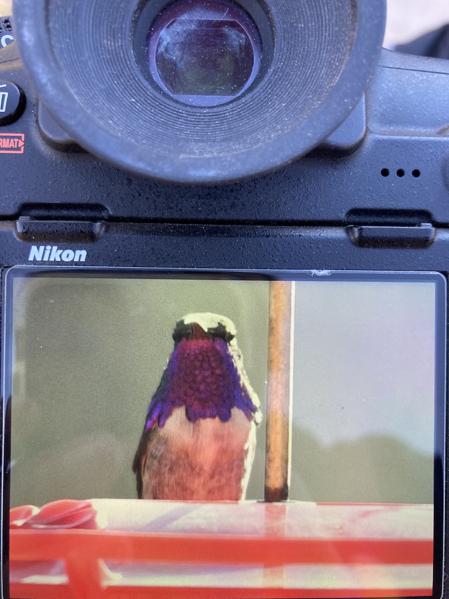 Luzifersternkolibri - ML553616831