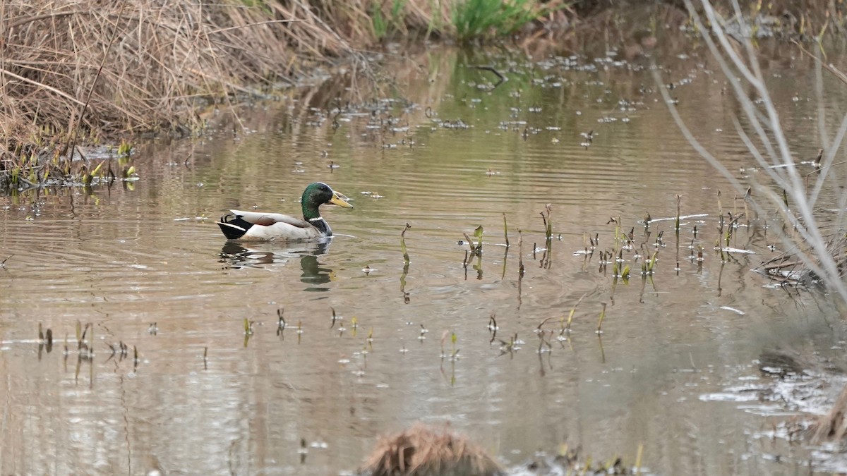 Зэрлэг нугас - ML553617721
