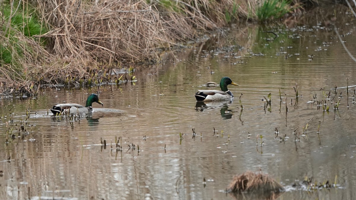 Зэрлэг нугас - ML553617771