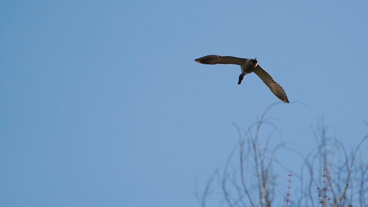 Зэрлэг нугас - ML553618101