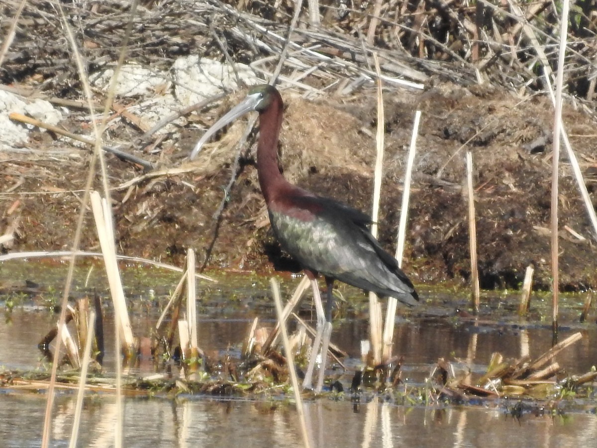 Glossy Ibis - Richard A Fischer Sr.