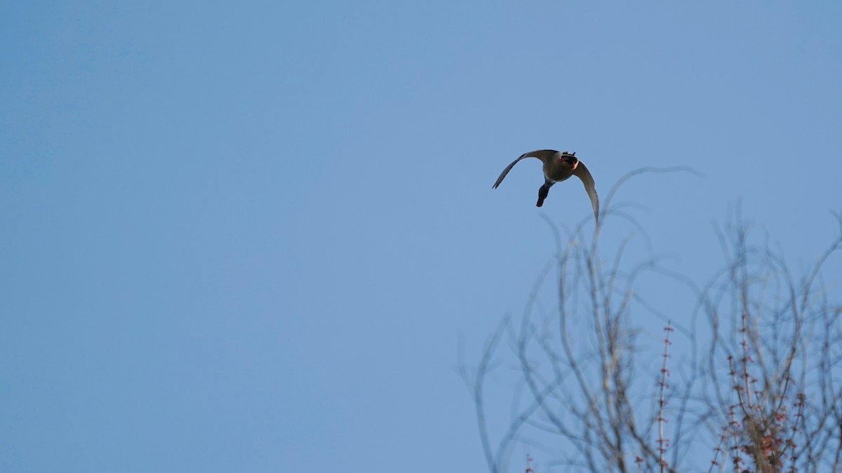 Зэрлэг нугас - ML553618141