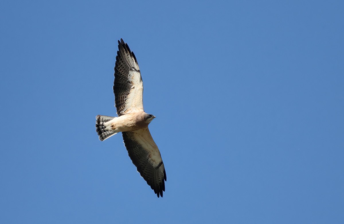 Swainson's Hawk - ML553618281