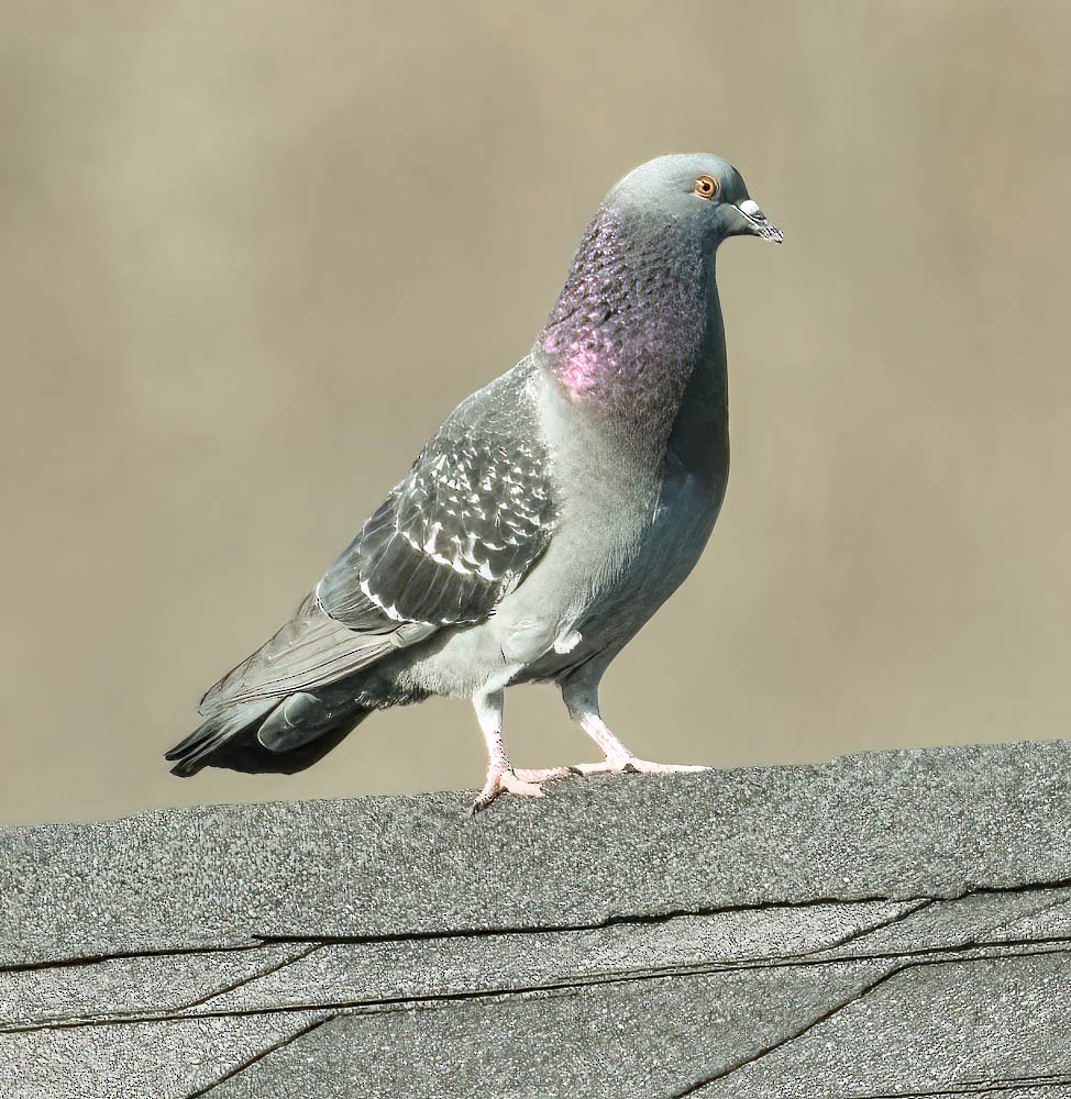 Сизый голубь (Одомашненного типа) - ML553621241