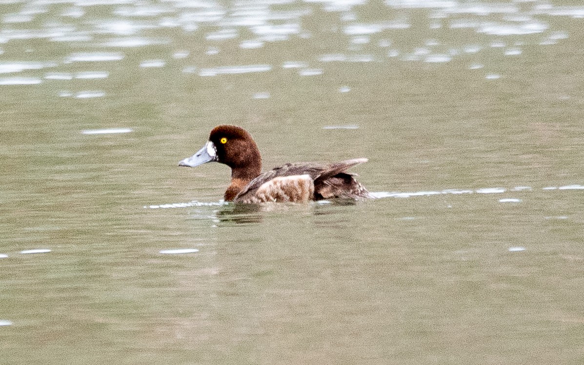 Greater Scaup - ML553621501