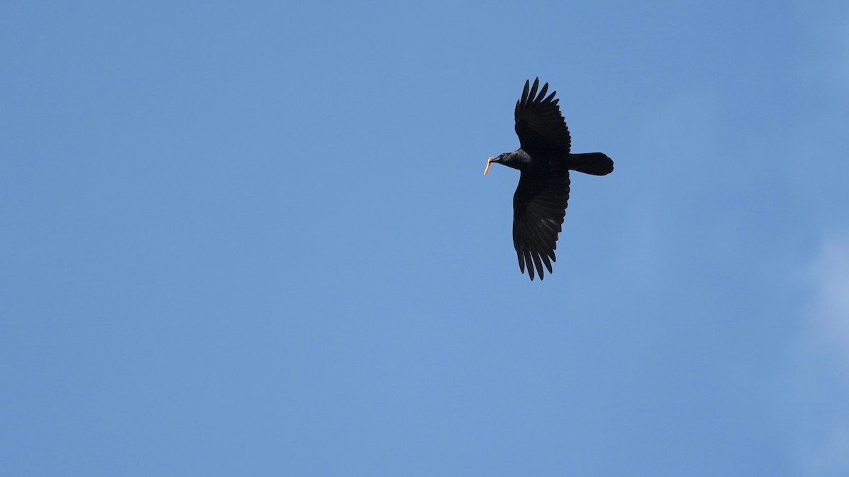 American Crow - Indira Thirkannad