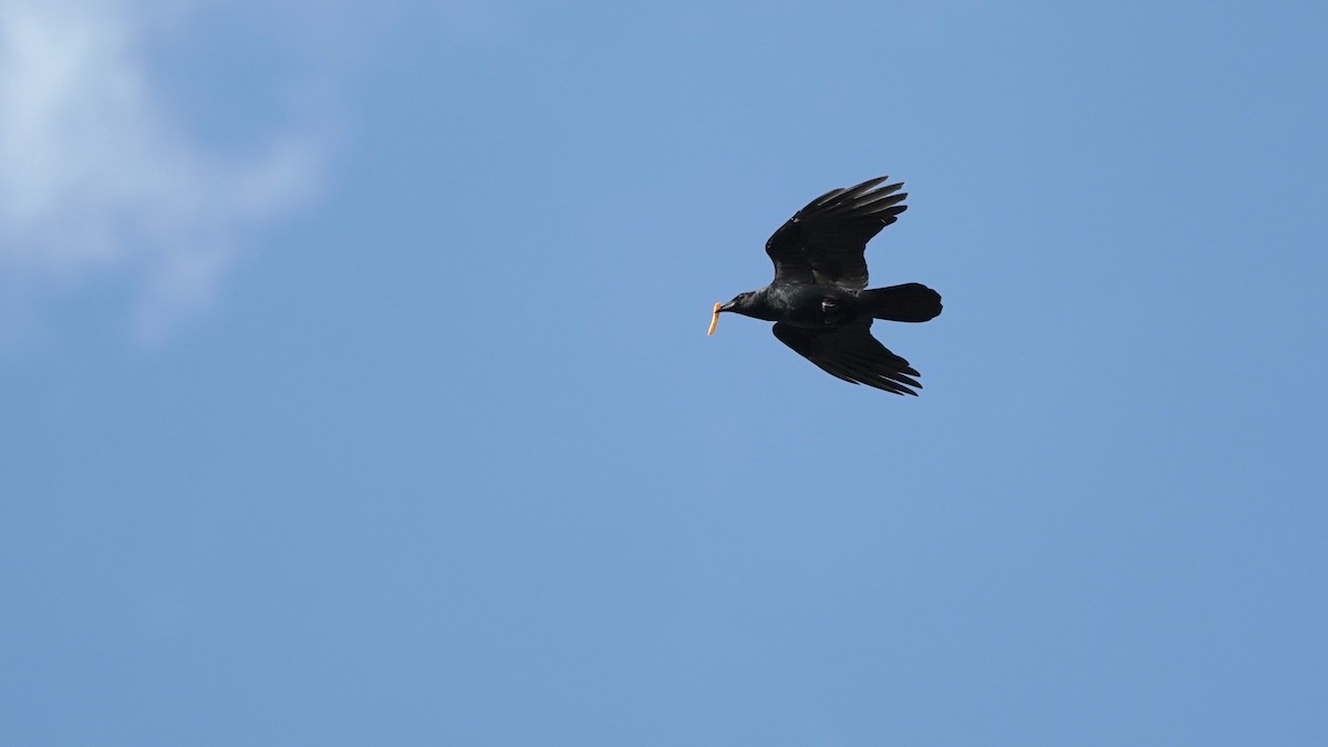 American Crow - Indira Thirkannad