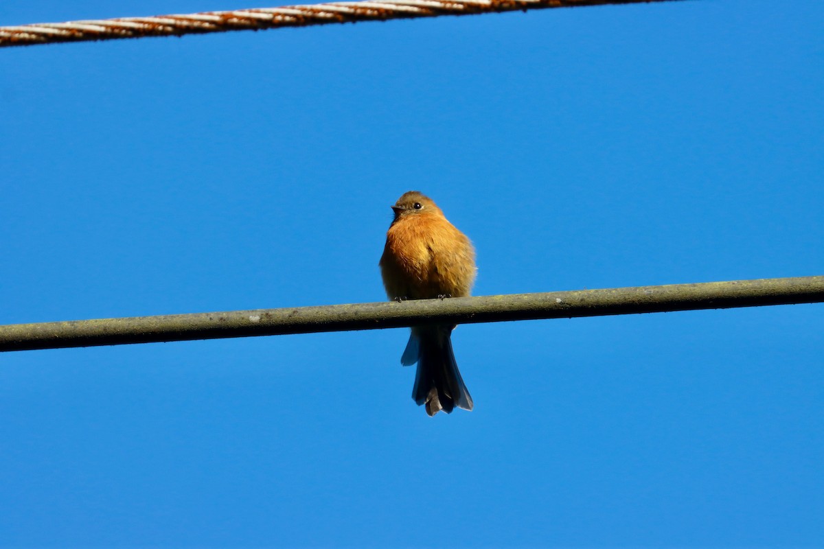 Cinnamon Flycatcher - ML553622931