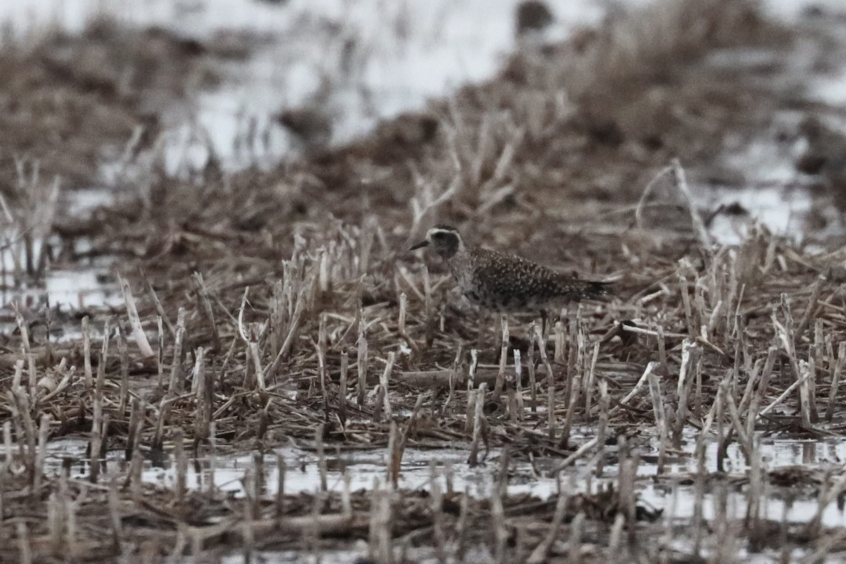 American Golden-Plover - ML553624161