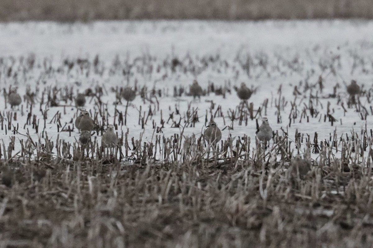 American Golden-Plover - ML553624171