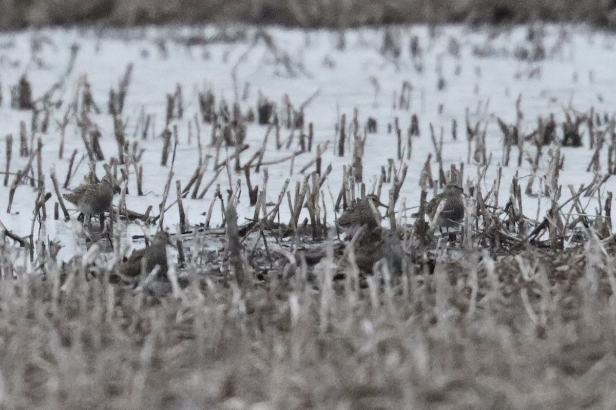 Pectoral Sandpiper - ML553624221