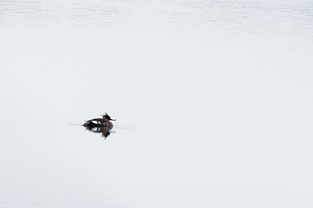 Red-breasted Merganser - ML553624681