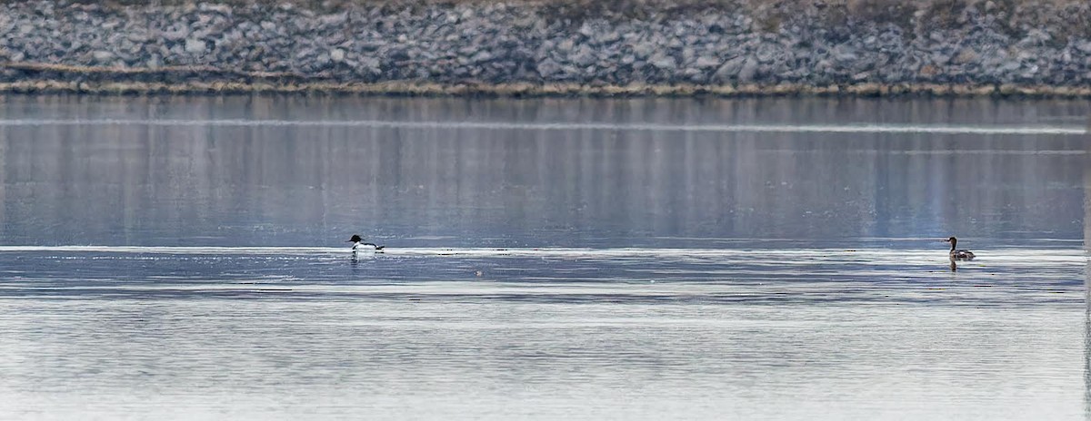 Red-breasted Merganser - ML553624691