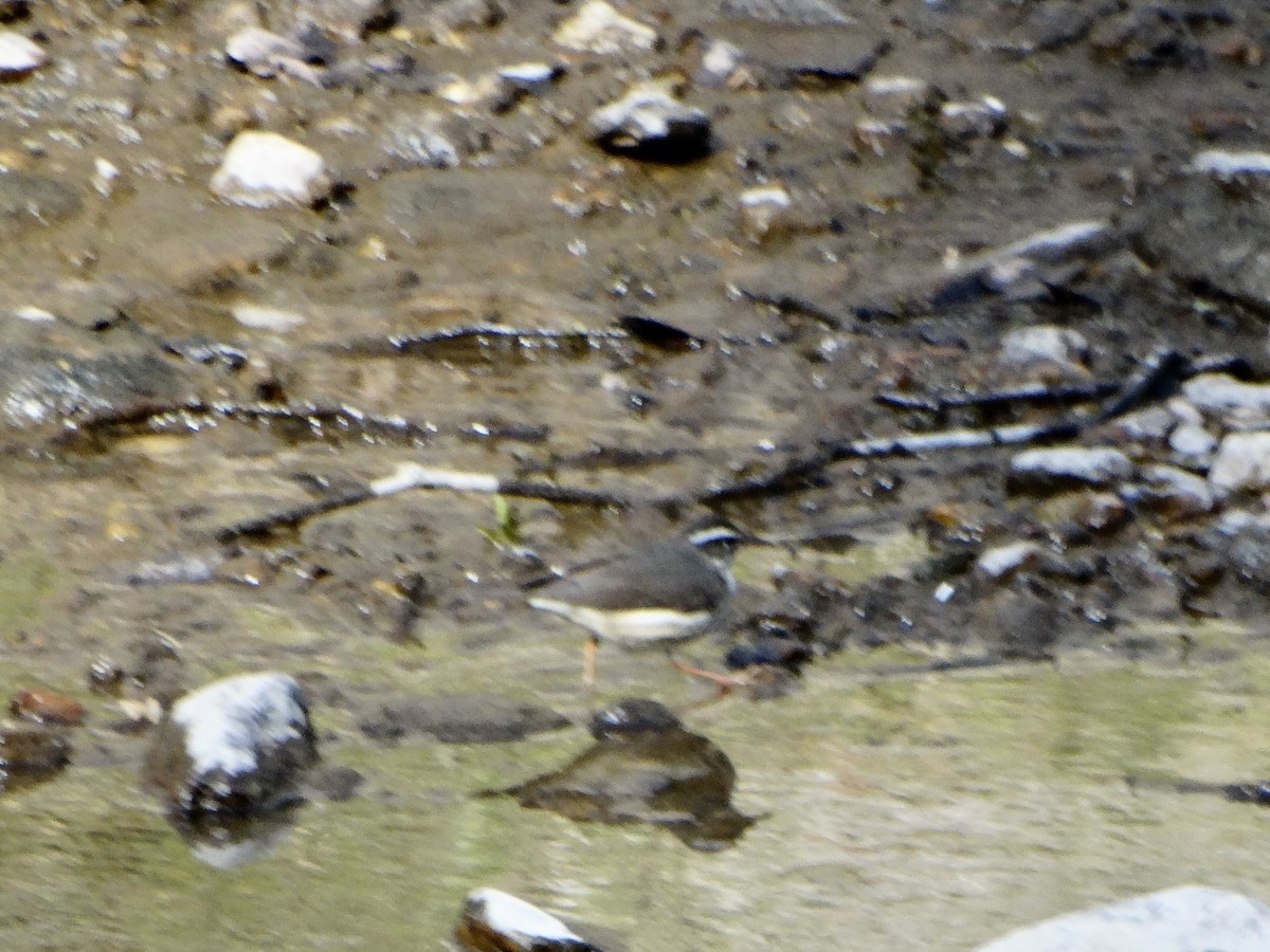 Louisiana Waterthrush - ML553625171