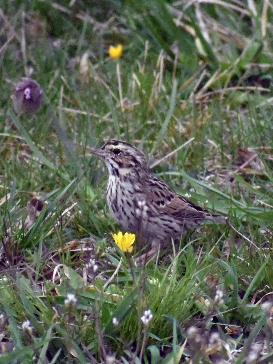 Savannah Sparrow - ML553625601