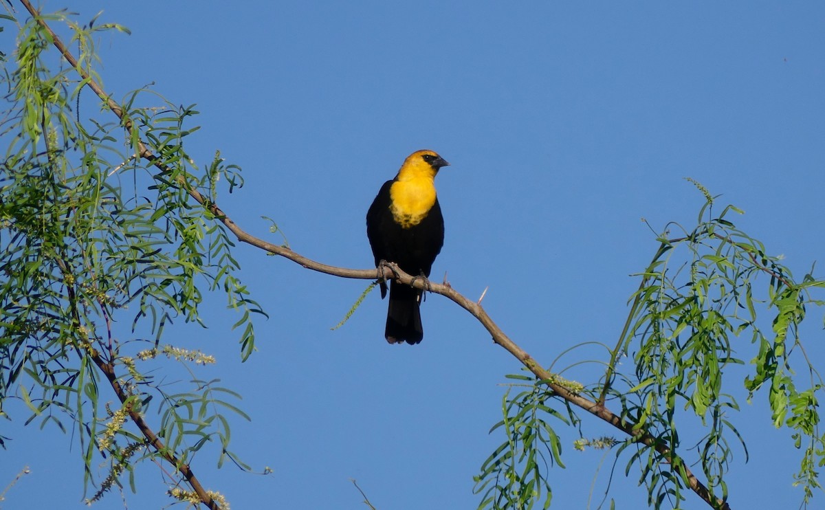 Yellow-headed Blackbird - Brian Jones