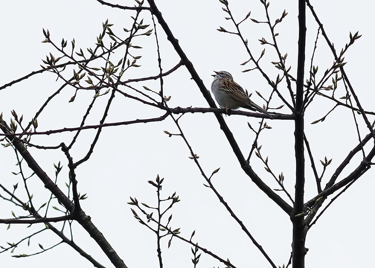 Chipping Sparrow - ML553626281