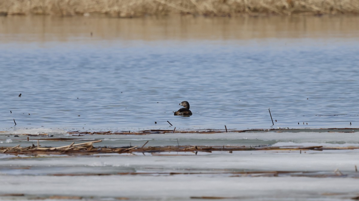 Pied-billed Grebe - ML553626581