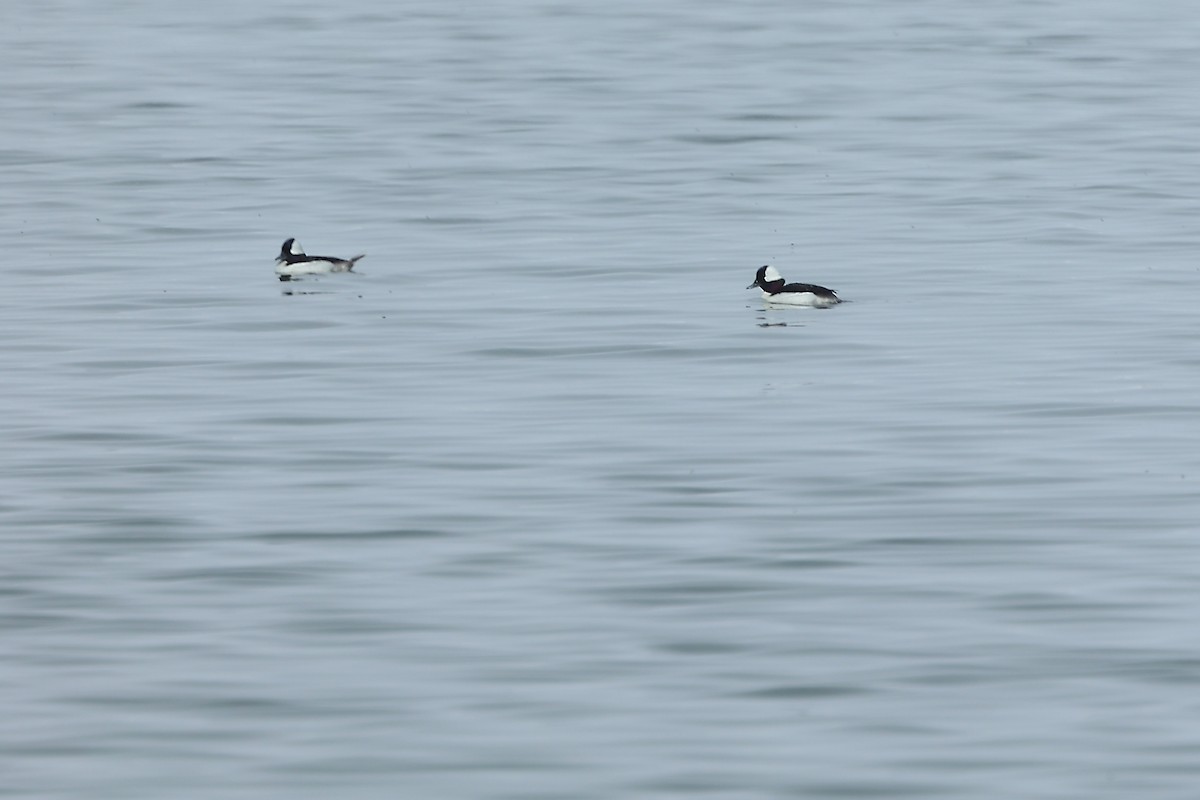 Bufflehead - ML553626861