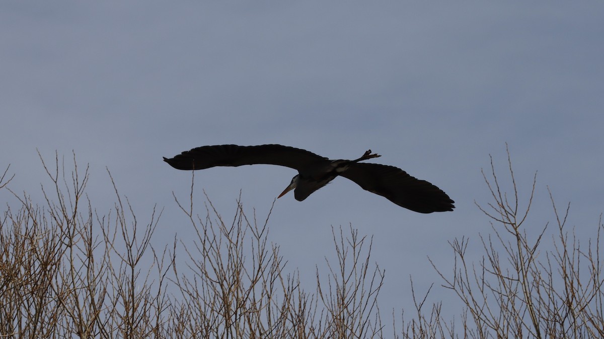 Great Blue Heron - ML553627341