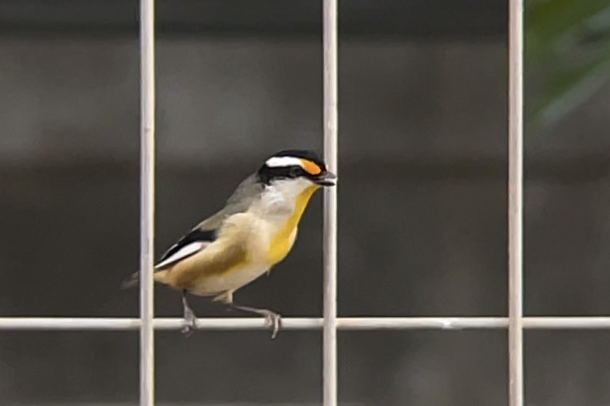 Striated Pardalote - ML553627581