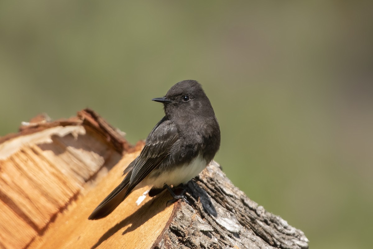Black Phoebe - ML553628991