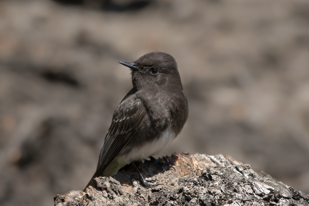 Black Phoebe - ML553629021