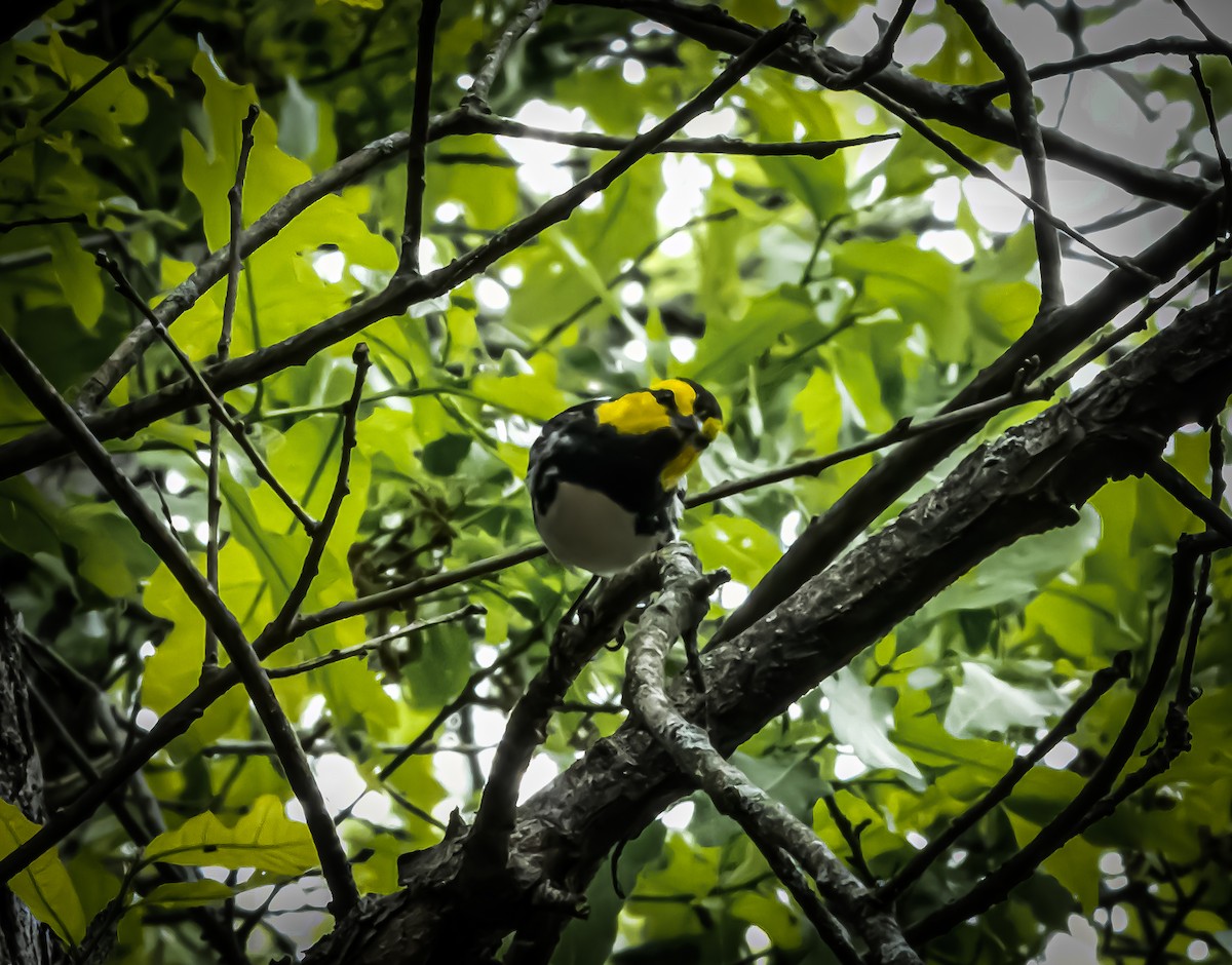 Golden-cheeked Warbler - ML553629641