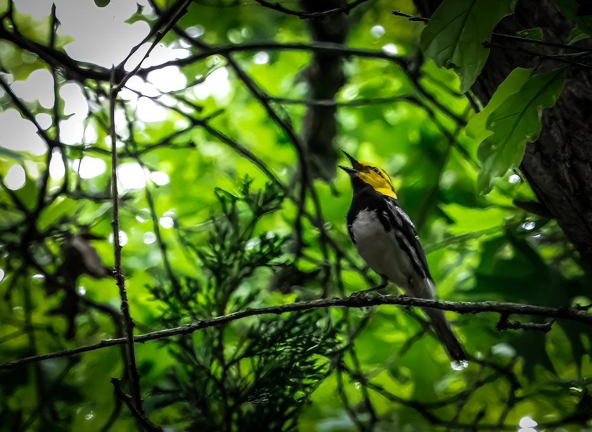 Golden-cheeked Warbler - ML553629651