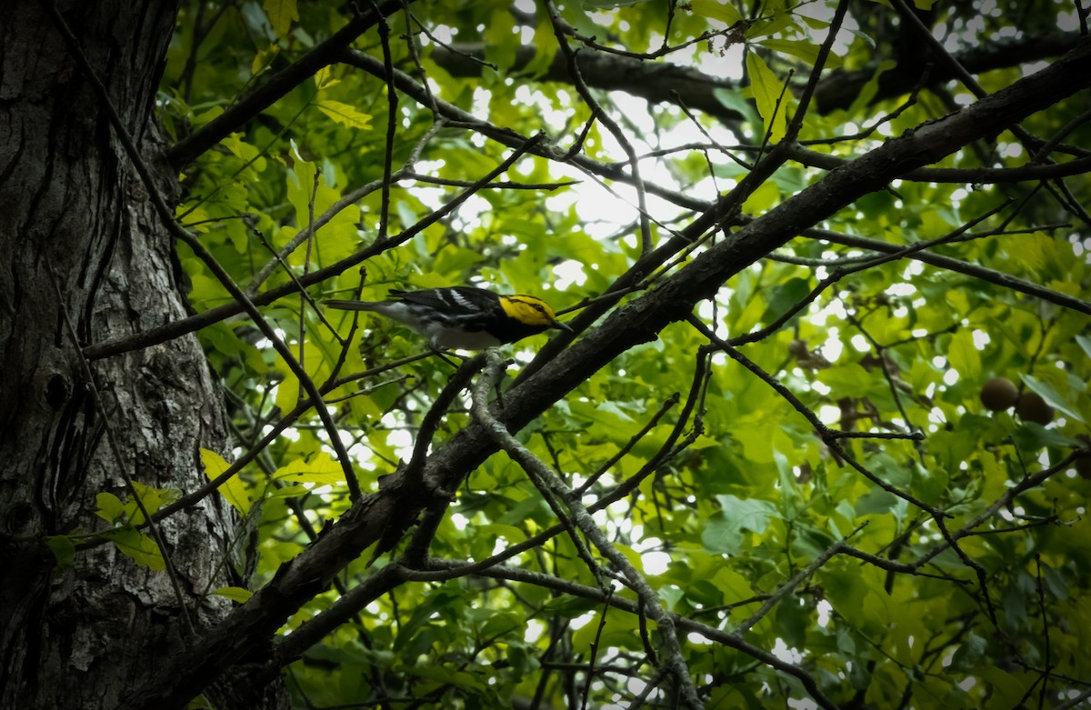 Golden-cheeked Warbler - ML553629671