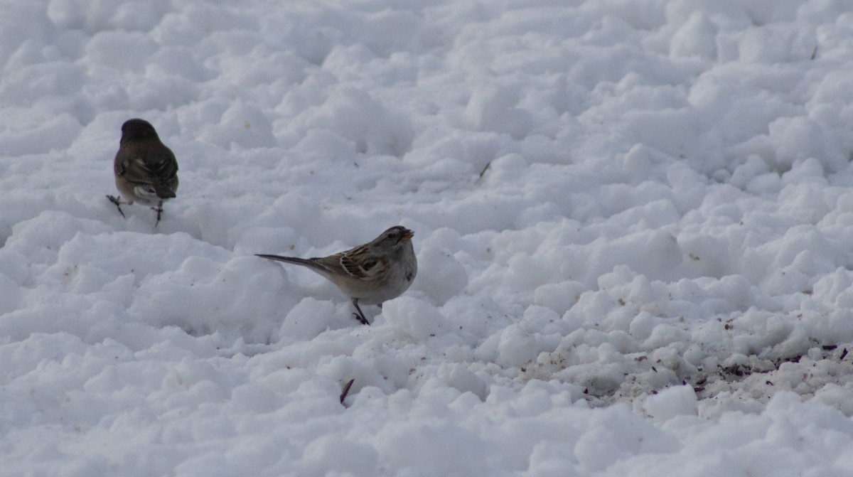 American Tree Sparrow - ML553631791