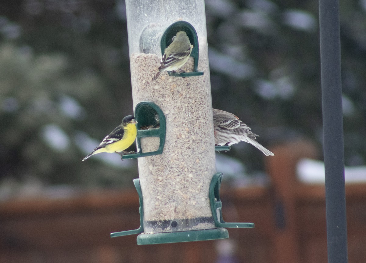 Lesser Goldfinch - ML553632211