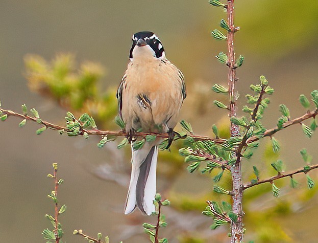 Smith's Longspur - ML553632241