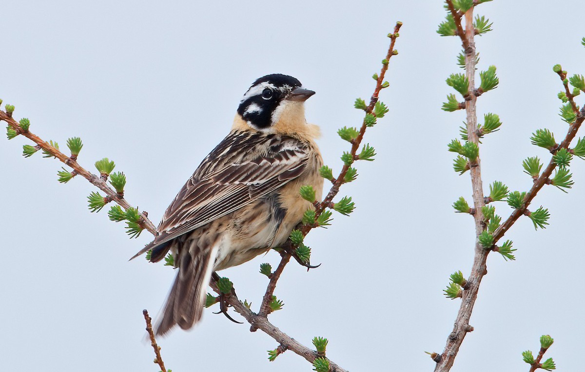 Smith's Longspur - ML553632261