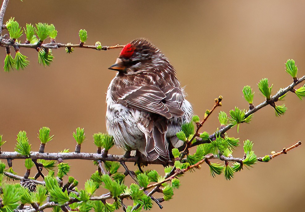 Common Redpoll - ML553632391