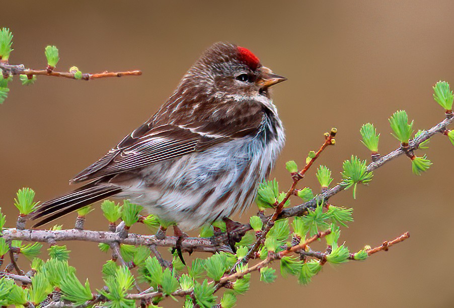 Common Redpoll - ML553632401