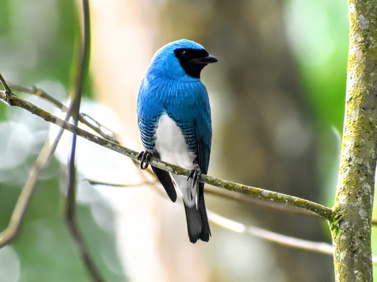 Swallow Tanager - ML553633831