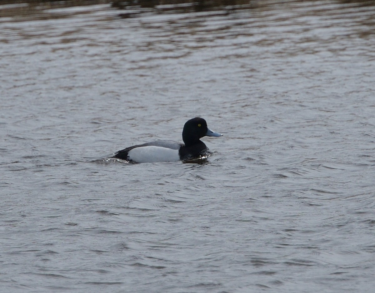 Greater Scaup - Woody Gillies